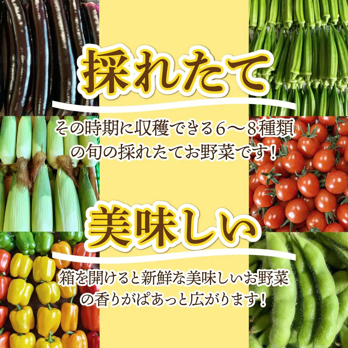 【2026年発送】 先行予約 新鮮採れたて！旬の伊達野菜セット（6～8種）【オンライン決済限定】55250703