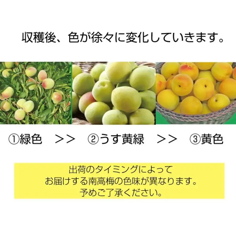 【梅干・梅酒用】（4Lまたは3L－10kg）熟南高梅＜2027年6月上旬～7月7日発送予定＞【ART09】青梅 生梅 梅干し うめシロップ 梅シロップ フルーツ 果物 くだもの 食品 人気 おすすめ 送料無料【art007C】