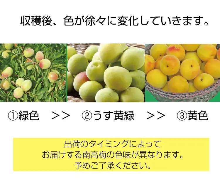 【梅干・梅酒用】（2LまたはL－10Kg）熟南高梅＜2027年6月上旬～7月7日発送予定＞【ART03】 /  梅 梅干し ウメ 青梅 生梅 梅シロップ フルーツ 果物 くだもの 食品 人気 おすすめ 送料無料【art011C】