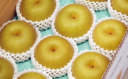 先行予約 和梨 幸水 5kg [8月下旬~順次発送予定] 幸水 新潟県産 幸水 梨 幸水 [岩福農園] 