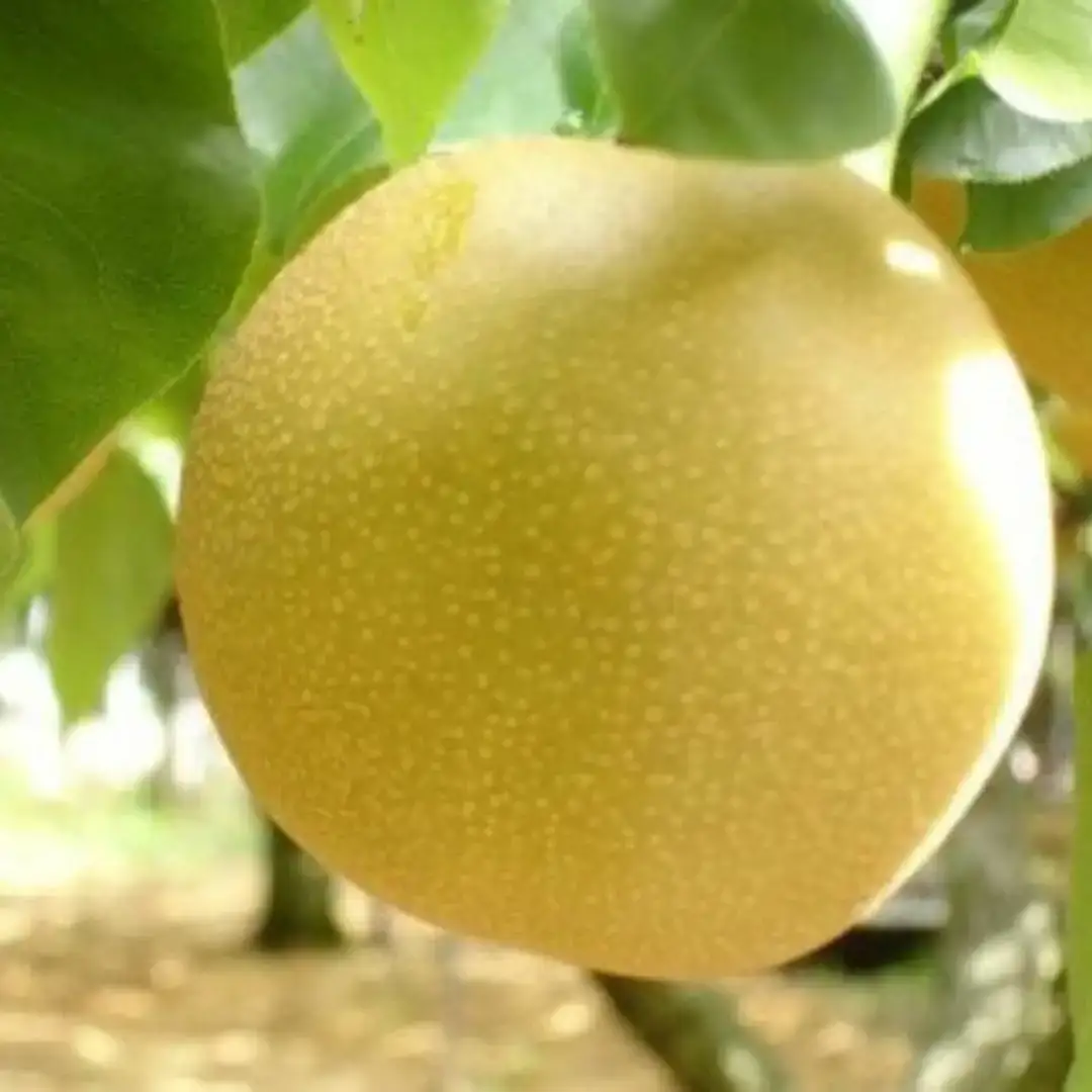 先行予約 和梨 豊水 自家用 5kg [9月中旬~順次発送予定]  豊水 訳アリ 豊水 梨 [岩福農園] 