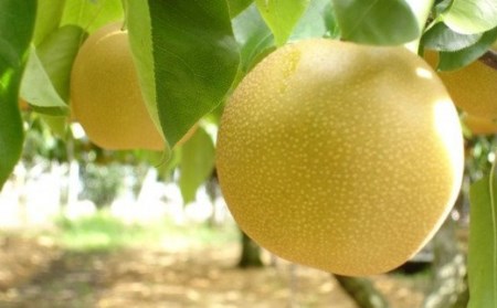 先行予約 新興 和梨 新興梨 5kg 潟県産 新興 梨 新興 [岩福農園]