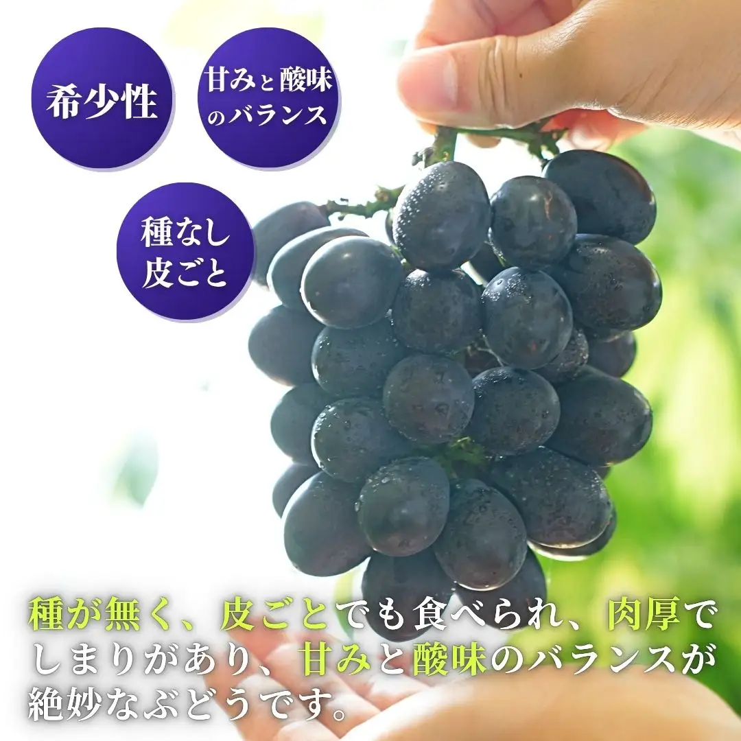 【令和8年産 先行予約】 高尾 ぶどう 黒系ぶどう 約2kg 種が無い 新潟県 弥彦村