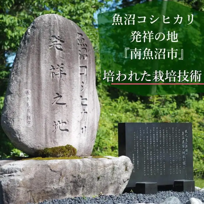 【令和8年＼新米／】南魚沼産こしひかり 精選玄米 30kg（10kg×3袋） ｜玄米