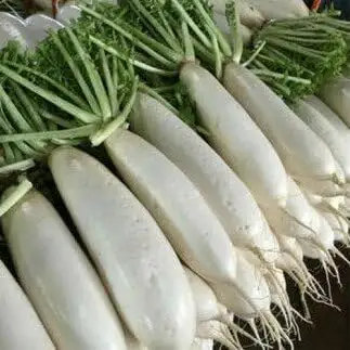 有機肥料 で 育てた キャベツ と 大根 セット M002-003 野菜 三浦野菜