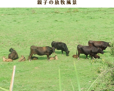 千屋牛 モモ肩焼肉用(約300g) 牧場直送便 A5ランク