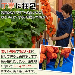 ＜先行予約受付中！お盆前頃に発送予定＞驚きの大きさ！ 宇目産ほおずき(5本・2L) 生花 お盆 仏花 鬼灯 お盆飾り お供え 盆 ホウズキ 盆 飾り 切花 切り花 大分県 佐伯市【BZ63】【清幸農園】