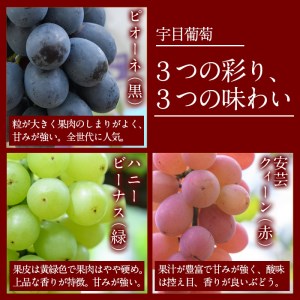 ＜先行予約受付中！2026年9月以降順次発送予定＞宇目葡萄 3種詰め合わせ(合計2kg・3-5房) 特産品 国産 ピオーネ 安芸クイーン ハニービーナス ぶどう 大分県 佐伯市【AY71】【さいき農林公社】