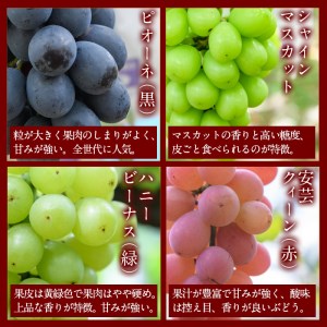 ＜先行予約受付中！2026年9月以降順次発送予定＞宇目葡萄 3種詰め合わせ＋シャインマスカット入り(合計2.5kg・4～5房) ピオーネ 安芸クイーン ハニービーナス ぶどう 種なし 大分県 佐伯市【AY72】【さいき農林公社】