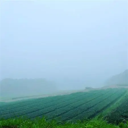 小堀製茶の煎茶『翠-SUI・鸚-OU・蒼-SOU』セット【1185999】