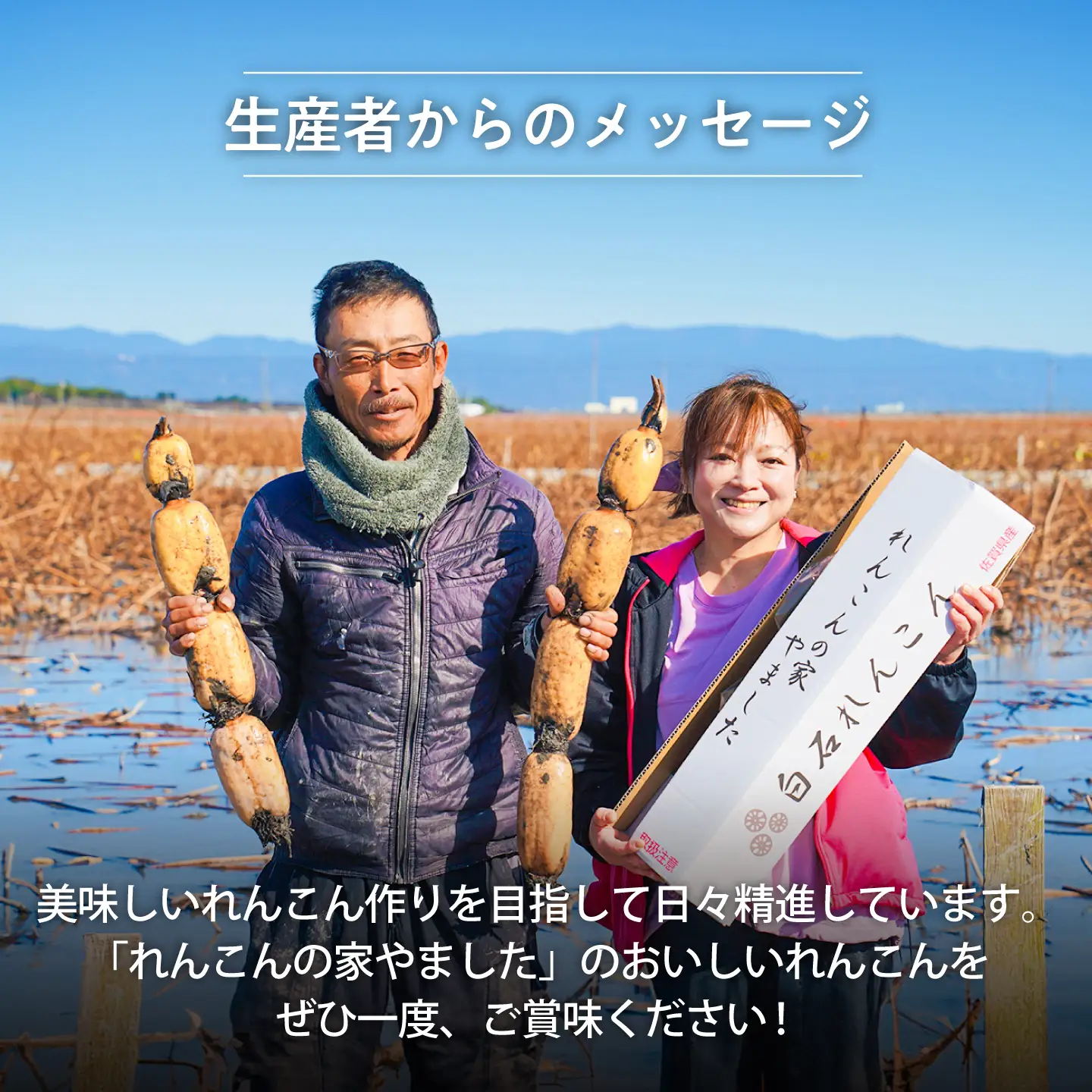 年末発送 泥付きれんこん 2kg  / れんこん 先行予約 [IAW004]