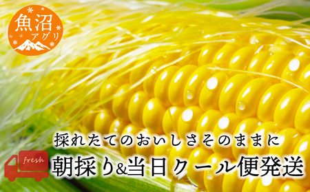 魚沼産 朝採り とうもろこし ゴールドラッシュ 15本～20本 野菜 新潟県産 夏野菜 バーベキュー おやつ 