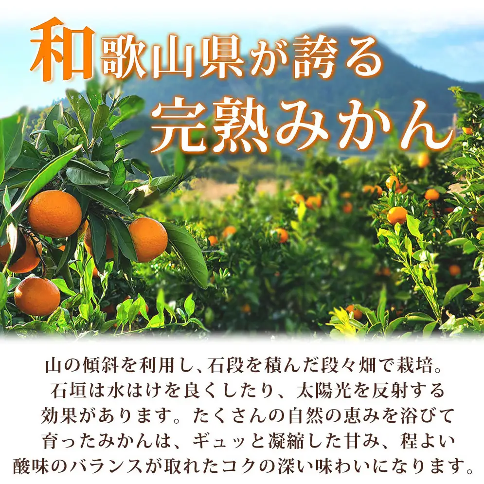 【2026年11月下旬より発送】紀州 有田産 濃厚甘熟 温州みかん 3kg 赤秀品【ミカン 蜜柑 柑橘 温州みかん 有田みかん 和歌山】_G7042