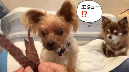 FB111_犬の無添加おやつ☆エミュージャーキー＆チキンジャーキーお試し各1個