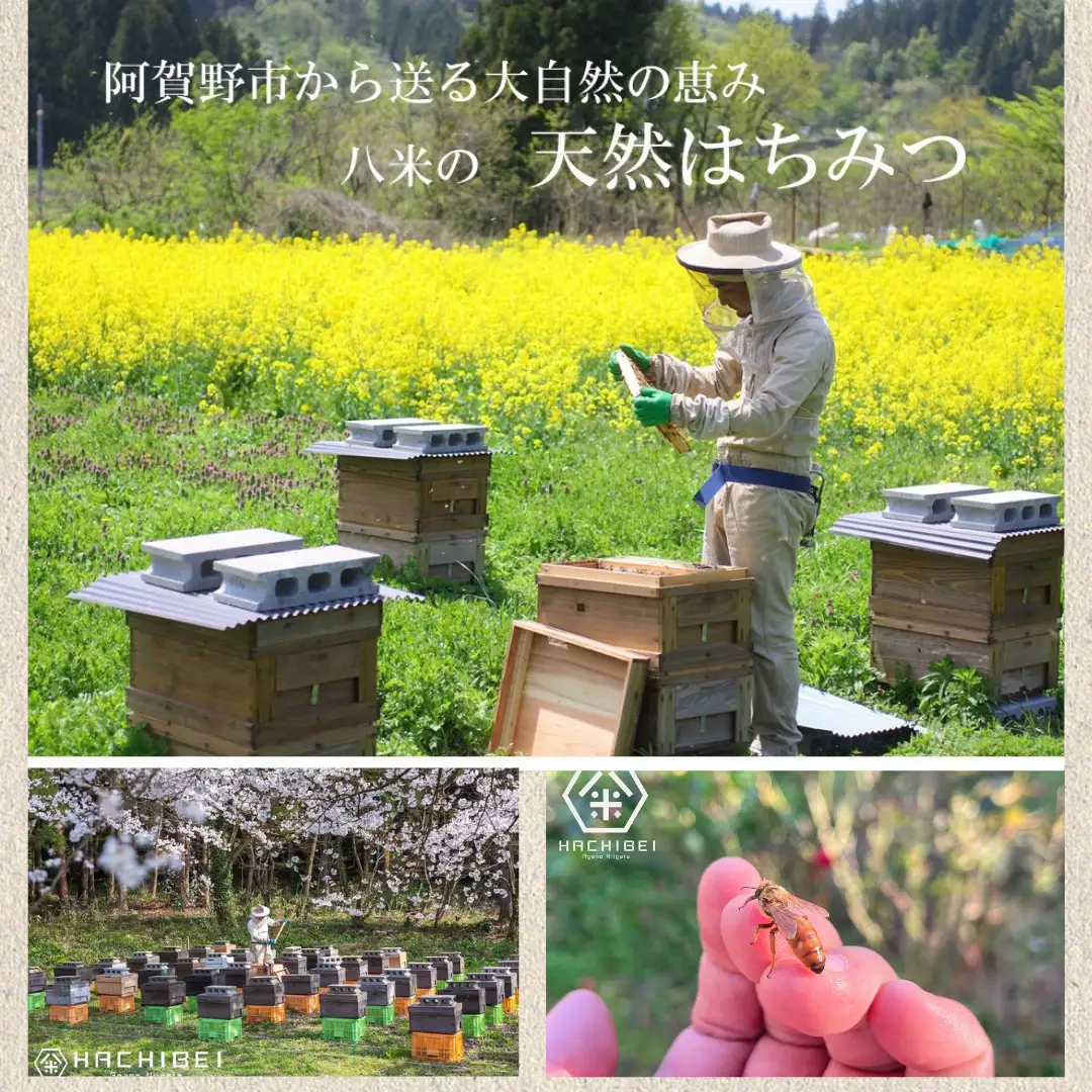 【環境大臣賞受賞】【特別賞受賞】阿賀野市産 天然 はちみつ 2本セット HACHIBEI 八米  ハチミツ 蜂蜜 ナッツ はちみつ漬け 桜 さくらの丘 春の息吹 アカシア ナッツスター エレガント プレゼント ギフト 贈答 八米 新潟県  1L01009