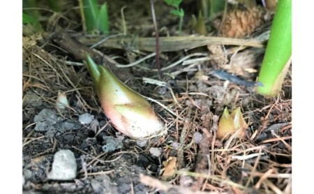 みょうが陣田早生露地栽培 群馬県産 みょうが【約1.8kg】