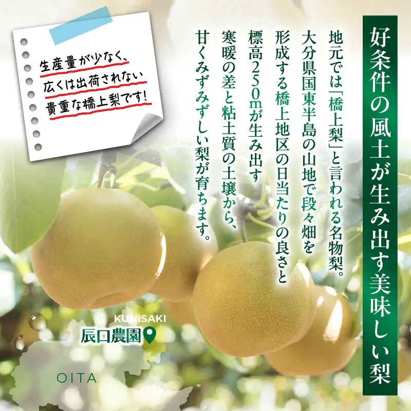 【先行予約】令和8年発送 /辰口農園の橋上梨約5kg（品種:新星）_1019R