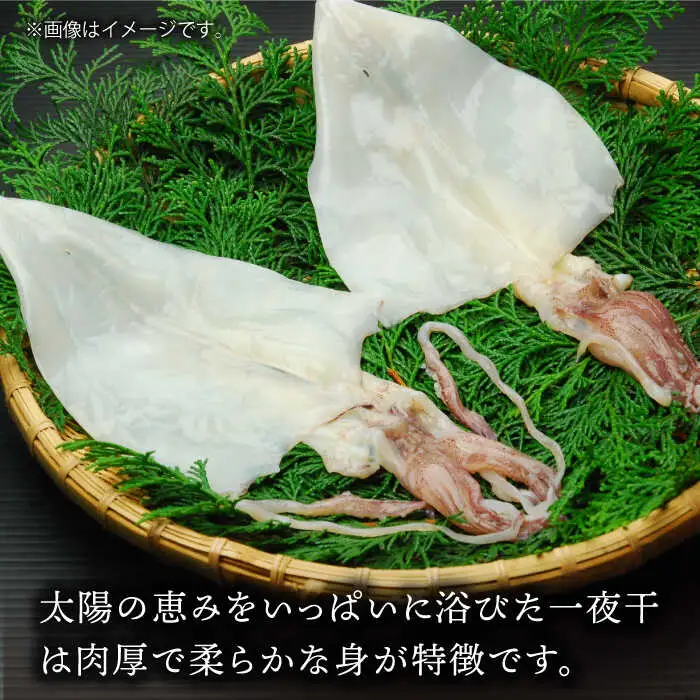 剣先イカ 一夜干 （大） 3杯 《壱岐市》【株式会社マルショウ】 いか 剣先いか セット おつまみ 一夜干し [JEW007] 20000 20000円 のし ギフト