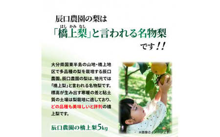 【先行予約】令和8年発送 /辰口農園の橋上梨約5kg(品種:新興)_1288R