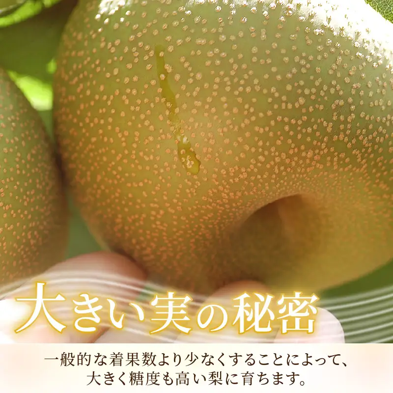 【先行予約】《数量限定》新興梨 9～10玉入 約5kg 歯ごたえ抜群！ もぎたて 新鮮 ／ 期間限定 果物 フルーツ 農家直送 お取り寄せ 新興 梨 なし 福井県 あわら市※2026年10月中旬より順次発送 [aw042-a002]