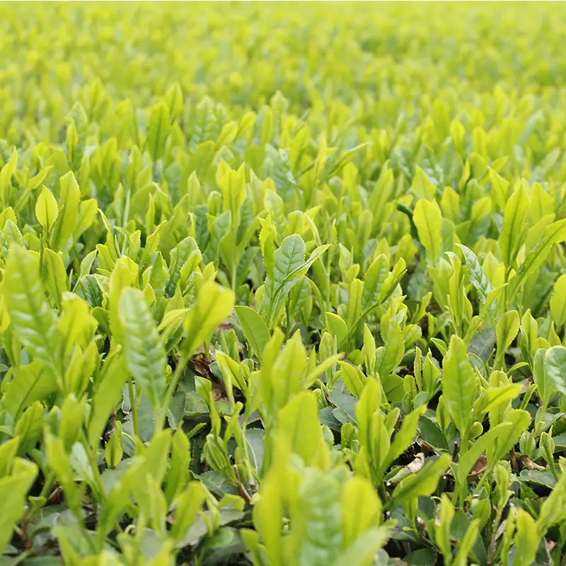 三芳町産狭山茶の詰め合わせ（高級煎茶100g×3本） 銘茶 煎茶 緑茶 お茶 抗酸化作用 カテキン鮮やか 色合い 旨み 渋み 茶匠の技 国産 FAA-106