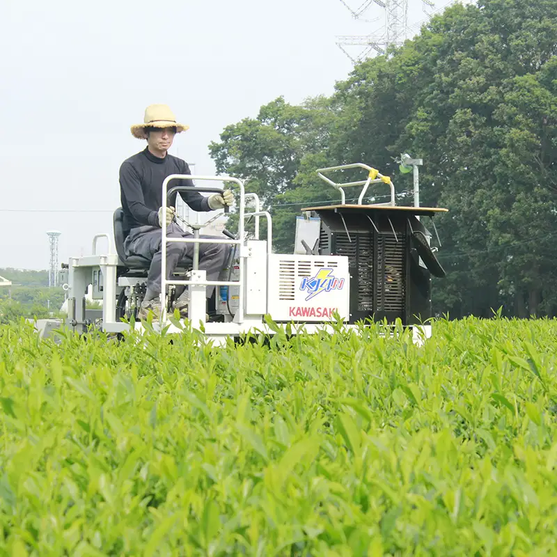 三芳町産狭山茶詰め合わせ （高級煎茶100g×3本、特選煎茶100g×2本） 銘茶 煎茶 緑茶 お茶 抗酸化作用 カテキン 鮮やか 色合い 旨み 渋み 茶匠の技 国産 FAA-115