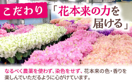 【先行予約 2026年12月～発送】スイートピー 花束 50本（ミックス） / 生花 [IBW001]