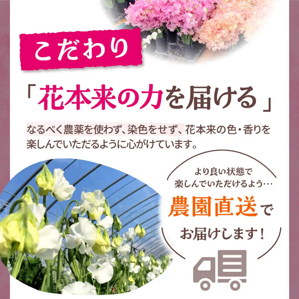 【先行予約 2026年12月～発送】スイートピー 花束 50本（ピンク） / 生花 [IBW002]