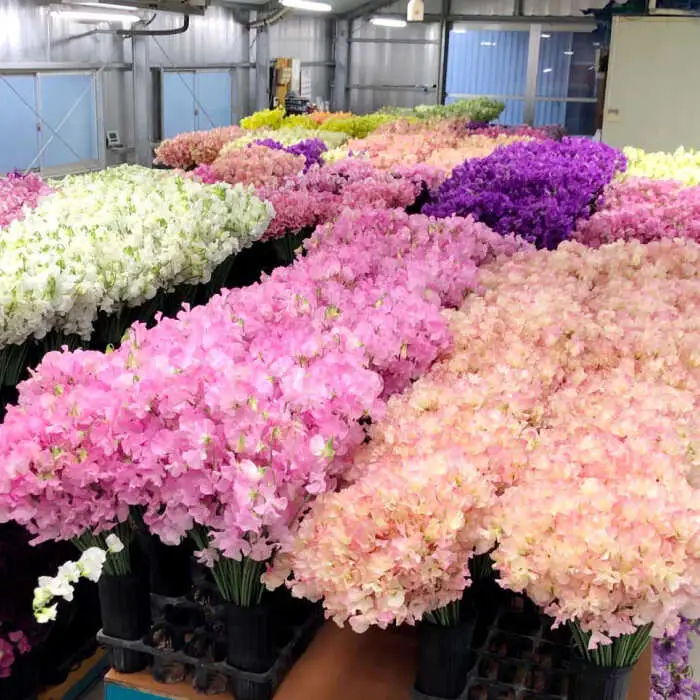 【先行予約 2027年1月～発送】 【3回定期便】スイートピー 花束 50本（ミックス） / 生花 [IBW006]