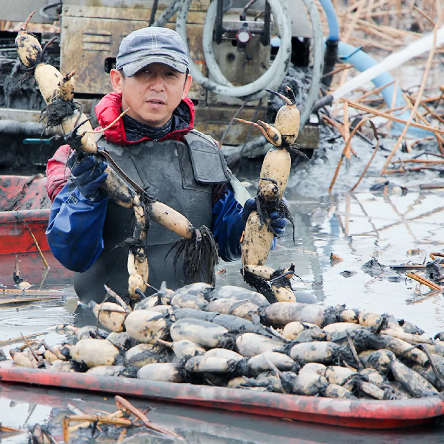 【2026年末発送/年内発送】れんこん（泥付き） 3kg れんこん