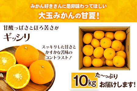 【2026年度先行予約分】みかん 好き必見 甘夏 熊本県産(津奈木町産含む) 甘夏 約 10kg (約18～40玉前後) 《2月中旬-4月末頃出荷》柑橘 大玉 ミカン フルーツ 旬 甘夏みかん 果物 訳あり 定期 でない