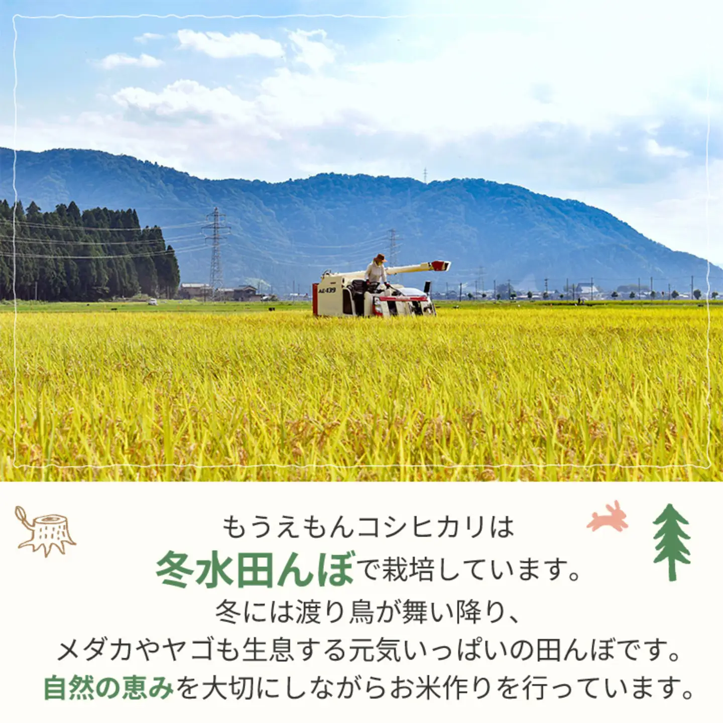 【令和7年産】冬水田んぼでつくる 特別栽培米 もうえもん コシヒカリ（5kg × 1袋）真空パックこしひかり コシヒカリ