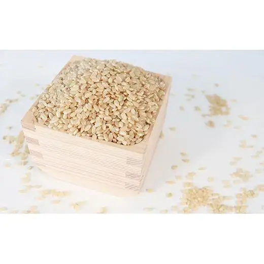 T rice Store 岐阜県産コシヒカリ（玄米） 約10kg 2025/9/19～