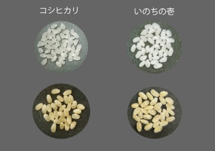 1117　三重県産いのちの壱「斎王米」5kg　コメ お米 5キロ 白米 ご飯 伊勢市産 伊勢志摩 精米発送 粘りが強い 甘味 旨味 お弁当 おにぎり 冷めてもおいしい 米粒が大きい 下村農園
