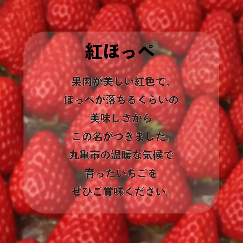 【2027年2月上旬以降発送予定】 いちご 約2kg  (250g✕8パック)  2種食べ比べセット 紅ほっぺ さぬきひめ いちご