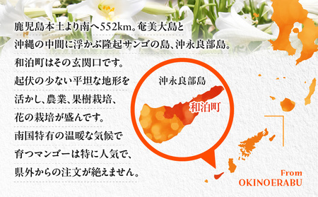 【 2026年 先行予約 】 伊村農園 こだわり 栽培 ！ 完熟 アップルマンゴー 2kg （ 4～5 玉 ） W026-002u 果物 マンゴー