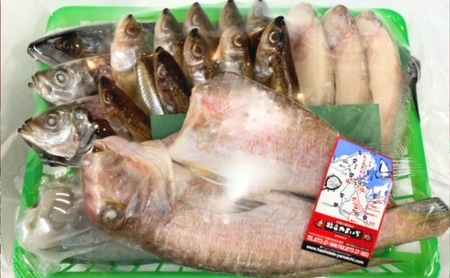 海の京都 橋立やまいち 干物セット 贈答用 E[ 一夜干し ギフト ] 魚貝類 アジ イカ サバ ハタハタ  myz02 myz11 myz17