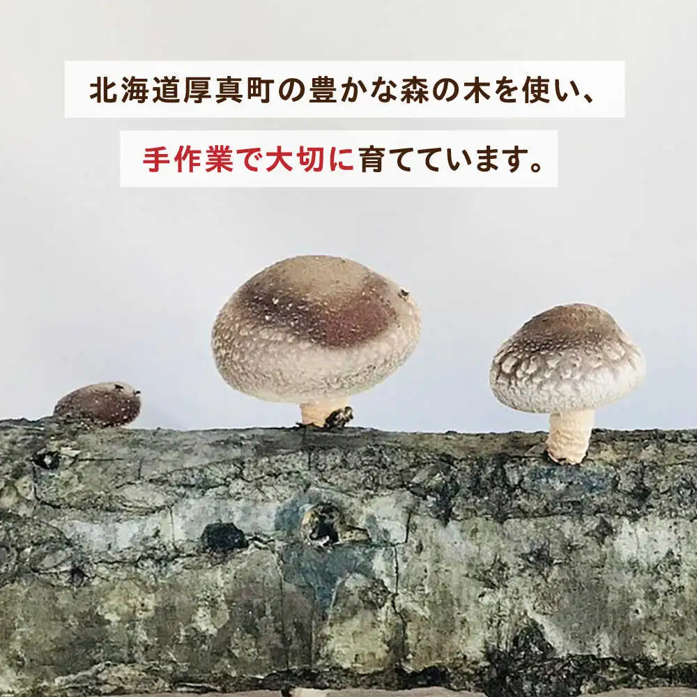 【2026年9月以降発送】 原木 生しいたけ 1kg/200g×5 椎茸 シイタケ 北海道 [AXAI001]