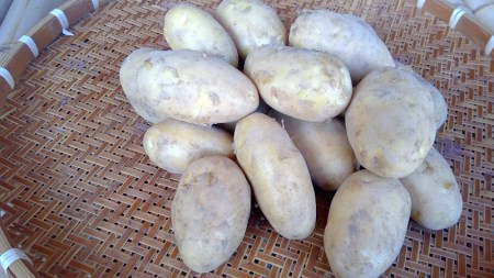 【数量限定品種】濃厚しっとり食感　ジャガイモ　シンシア　10kg [h155]