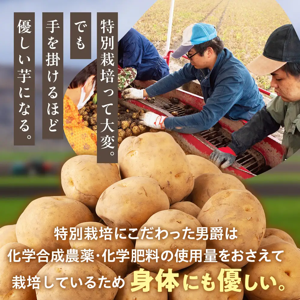 【R8年産先行受付 じゃがいも 10kg 特別栽培（男爵） | ジャガイモ 芋 男爵 馬鈴薯 大容量 新鮮 野菜 煮物 カレー シチュー ポテト 保存 特産 産地直送 北海道 津別町 送料無料