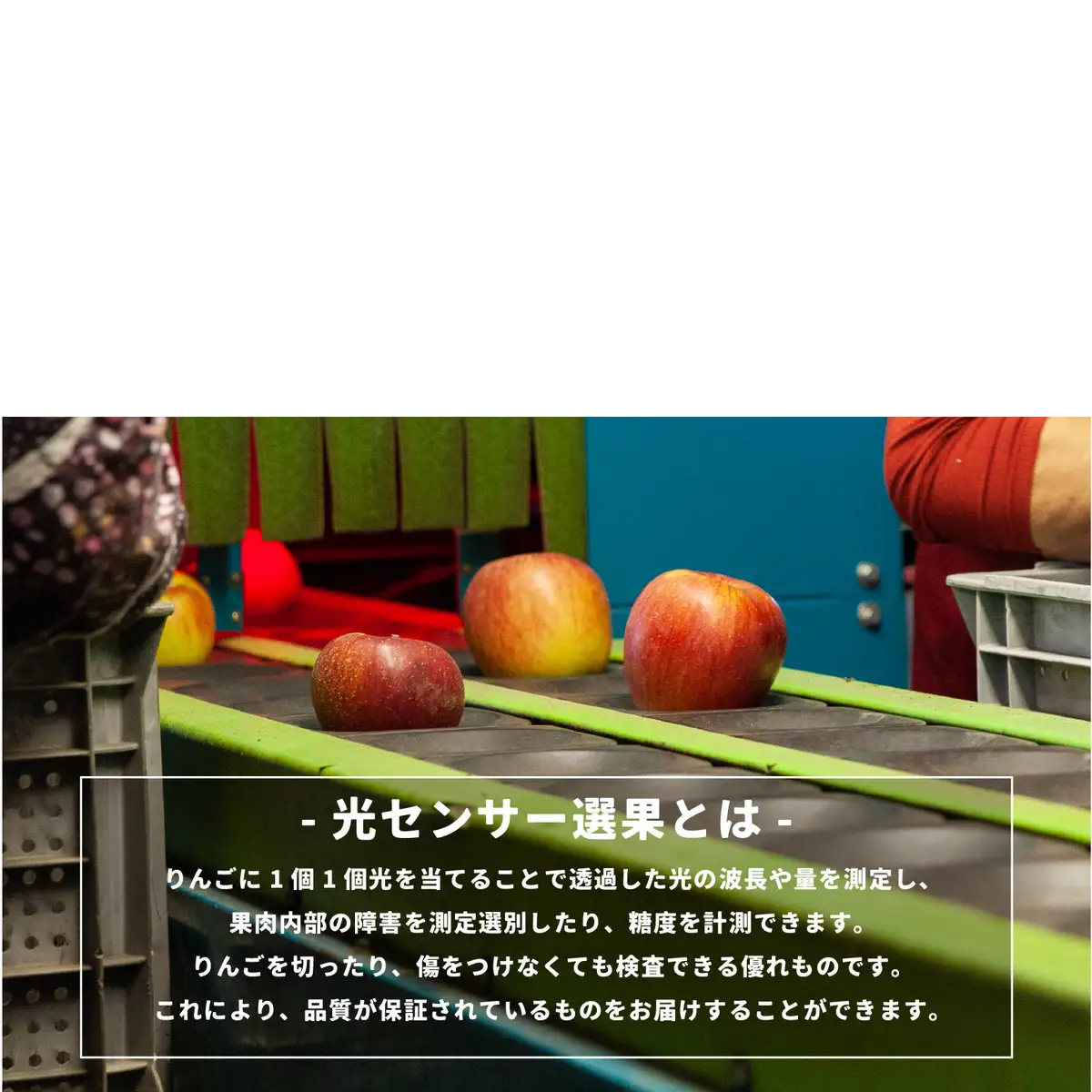 【 感謝りんご / 光センサー選別品 】 りんご 秋映 訳あり 5kg （ 12玉 〜 25玉 ） 交換保証 ながの農業協同組合 2026年10月上旬頃から2026年10月下旬頃まで順次発送予定 令和8年度収穫分 傷 不揃い リンゴ 林檎 果物 フルーツ 信州 長野  予約 長野県 飯綱町 [1202]