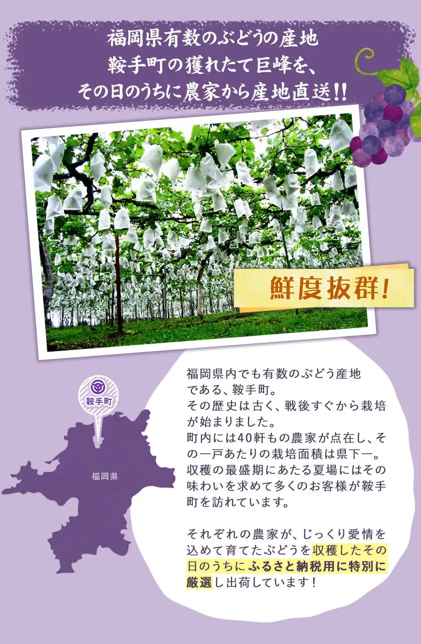 【先行予約】巨峰 ぶどう 2kg (約4〜5房)  受付 《8月中旬-9月下旬頃出荷》 フルーツ 種あり 巨峰