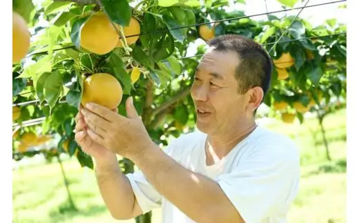 「甘太」 梨 なし 5kg | 先行予約 数量限定 贈答用 なし 梨 果物 くだもの フルーツ ナシ 旬 甘太 栃木県 上三川町 本田果樹園 ※2026年9月～発送