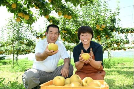 「豊水梨」 梨 なし 5kg | 先行予約 数量限定 贈答用 なし 梨 果物 くだもの フルーツ ナシ 旬 豊水 栃木県 上三川町 本田果樹園 ※2026年9月～発送