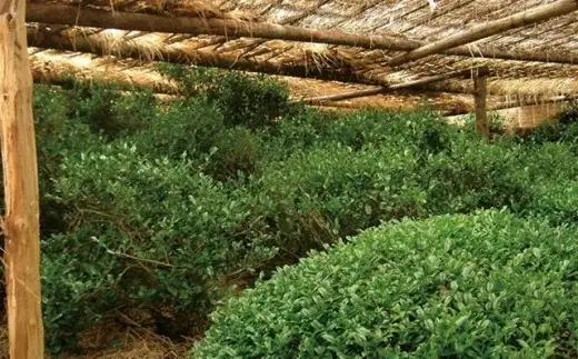 信楽焼茶つぼ入り「玉露」 (171476-40036842)