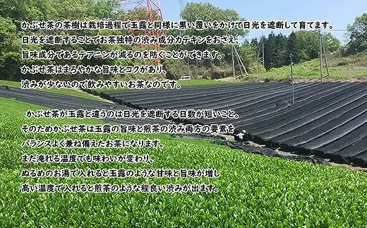 かぶせ茶と煎茶のギフトセット (176680-40036845)