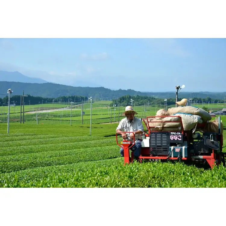 滋賀県産抹茶使用 泡立つ抹茶ラテ1kg【約66杯分】