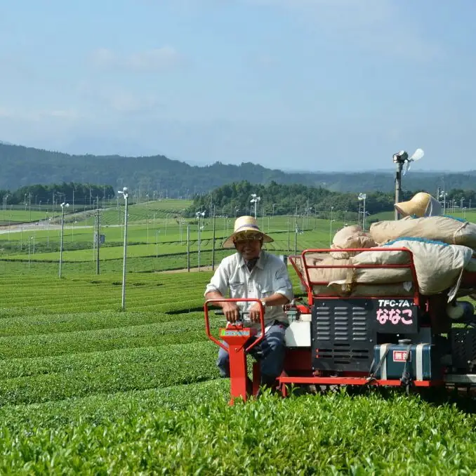 日常茶におすすめ 茶銘 近江路 1kg 【約333杯分】
