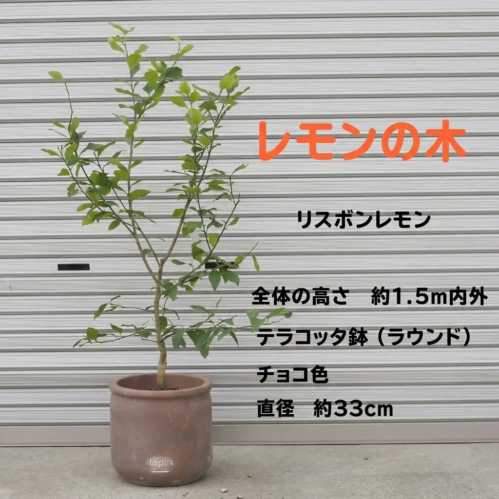鉢植え レモンの木 リスボンレモン 大きめサイズ 鉢植え