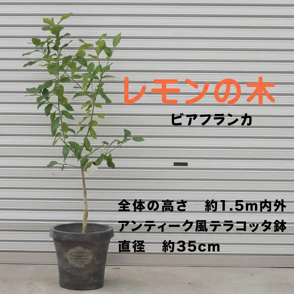 鉢植え レモンの木 ビアフランカ 大きめサイズ 苗木 鉢植え